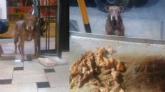 Perrito callejero 🐶 pide comida en un RESTAURANTE y se vuelve VIRAL por esta razón