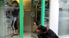 VIDEO VIRAL: Mujer va al cajero sin miedo; tres IMPONENTES perros dóberman la cuidan