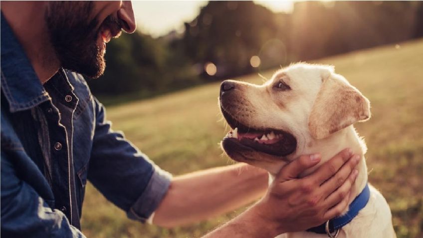 ¿Problemas para cortar las uñas de tu perro? TRUCOS para hacerlo sin rasguños