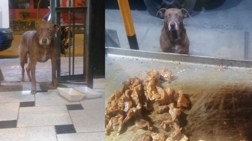 Perrito callejero 🐶 pide comida en un RESTAURANTE y se vuelve VIRAL por esta razón