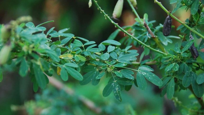 El chipilín: una planta de uso gastronómico y medicinal en Chiapas