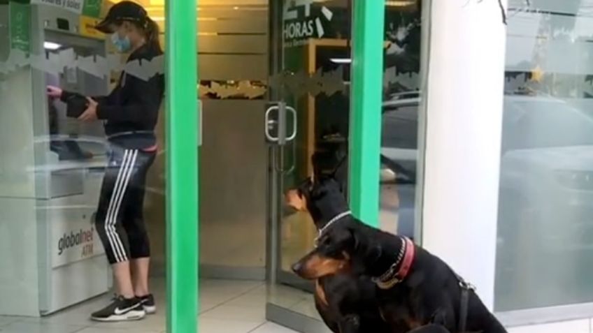 VIDEO VIRAL: Mujer va al cajero sin miedo; tres IMPONENTES perros dóberman la cuidan