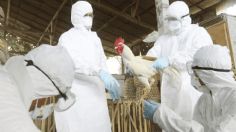 Edomex y federación vigilaban hace un mes el virus A H5N2; OMS confirmó la primera muerte