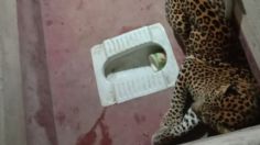 Perro sobrevive tras quedar atrapado con un leopardo siete horas en un baño: VIDEO