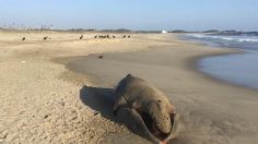 Hallan ballenato sin vida en playas de Oaxaca