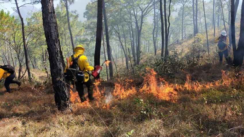 ¿Por qué se agravarán los incendios forestales en México durante el 2021?