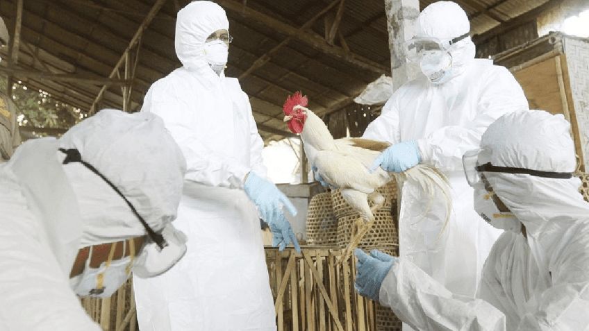 Edomex y federación vigilaban hace un mes el virus A H5N2; OMS confirmó la primera muerte