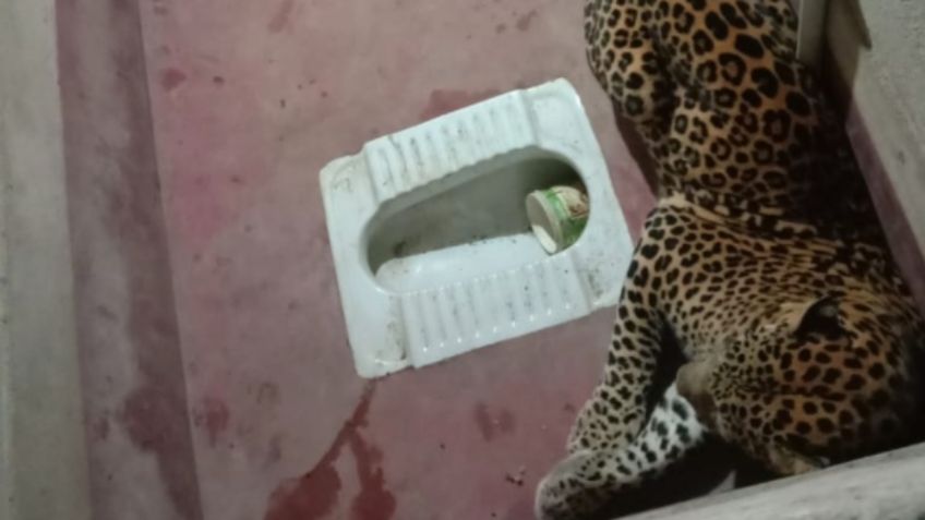 Perro sobrevive tras quedar atrapado con un leopardo siete horas en un baño: VIDEO