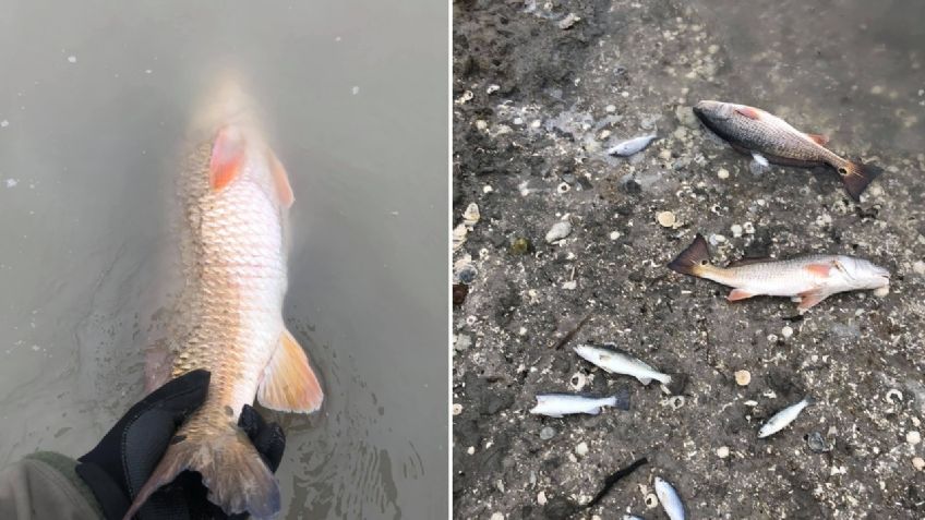 Cientos de PECES aparecen MUERTOS en aguas de Texas, autoridades explican las razones