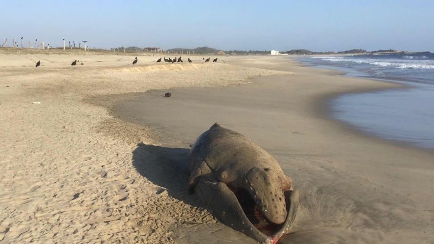 Hallan ballenato sin vida en playas de Oaxaca