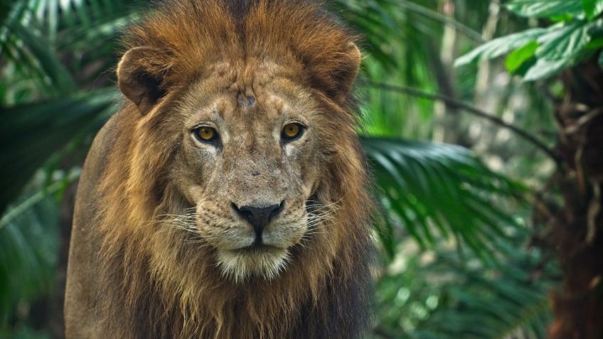 León ataca a una trabajadora de un Zoológico en Alemania