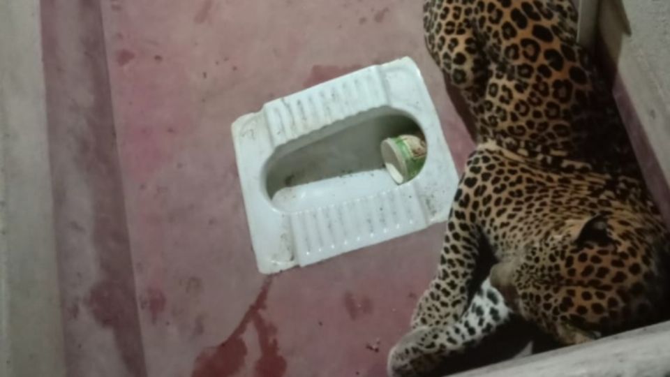 Al intentar salvarse el perro corrió hacia el baño de una casa, donde fue encerrado con el leopardo. Foto: Especial