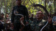 ¿Qué es "Cobra Gold"? El ejercicio militar con SANGRE ANIMAL que podría provocar una peligrosa PANDEMIA