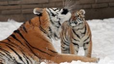 Cachorro de TIGRE cautiva por “cantar” para llamar la atención en zoológico: VIDEO