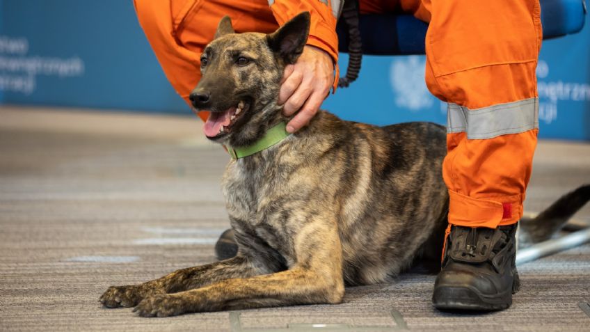 Perros y caballos de las fuerzas del orden recibirán beneficios tras jubilación, en Polonia