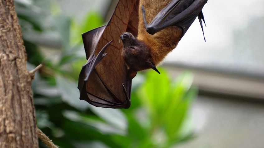 VIDEO VIRAL: Murciélago desata ola de terror; le chupa la sangre a un perrito