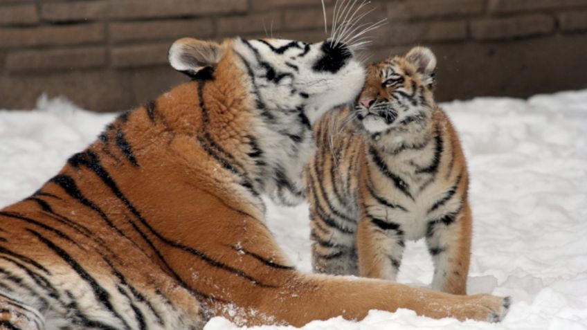 Cachorro de TIGRE cautiva por “cantar” para llamar la atención en zoológico: VIDEO