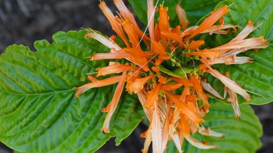 La planta de muicle es auxiliar en afecciones de la sangre. Foto: Especial