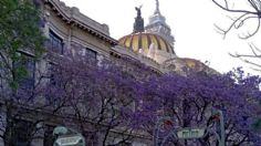 ¿Del otro lado del mundo? Así llegaron las JACARANDAS a pintar de morado México