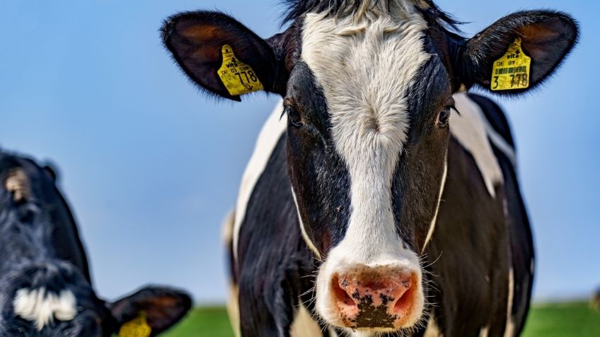 Vaca EMBARAZADA se hinca y llora por su vida al saber que sería llevada al MATADERO | VIDEO VIRAL