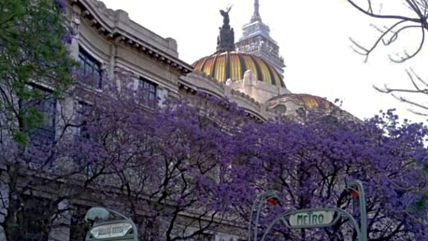 Florecen jacarandas antes de tiempo y el impacto ambiental se debe al cambio climático