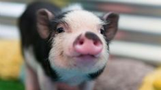 Mini pigs: adorables por fuera, pero un riesgo asociado a una plaga masiva