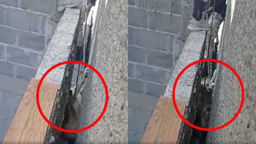 Policías rescatan a perrito atrapado entre dos bardas al caer de su casa en Tláhuac: VIDEO