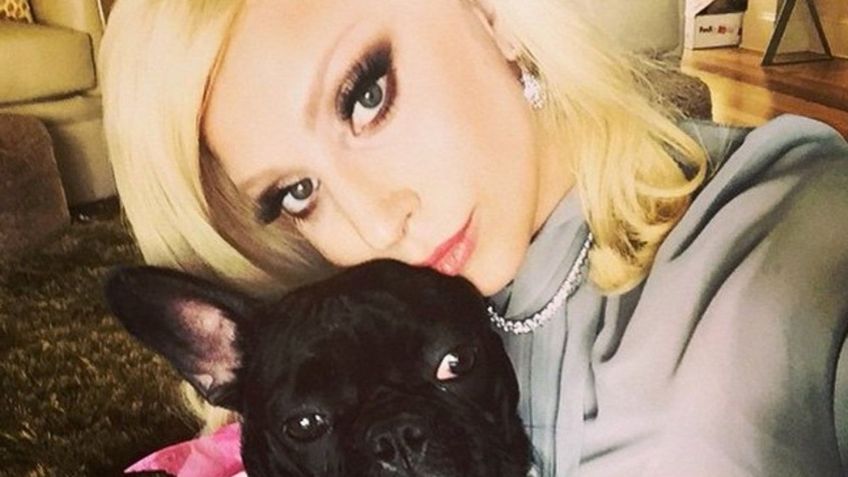 Secuestran a los perros de Lady Gaga tras balear a su cuidador; ofrecen millonaria recompensa