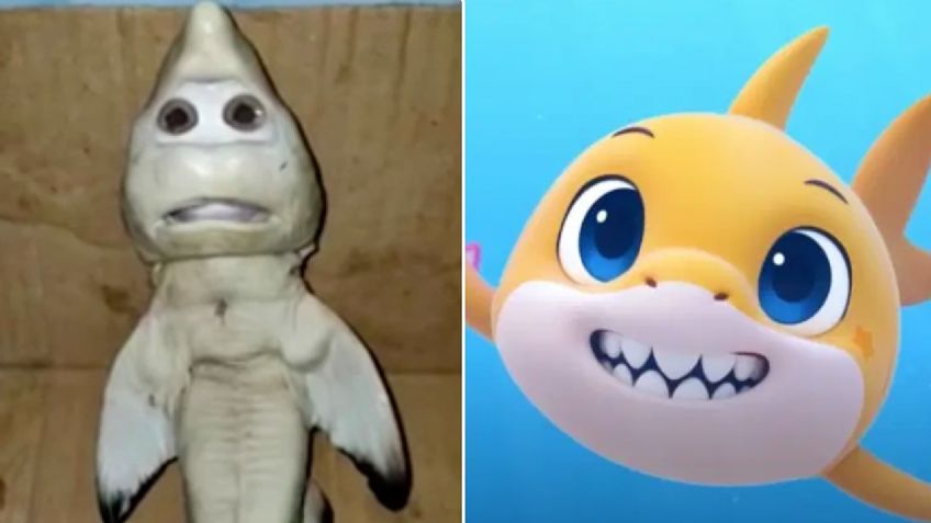 Baby Shark: ¿es REAL el tiburón con cara de BEBÉ o es un montaje? Aquí la historia