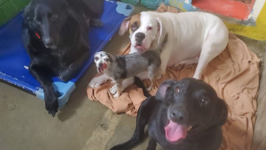 ¿Los adoptas? Cuatro perros perdieron a sus dueños por culpa del Covid-19, ahora buscan nueva familia