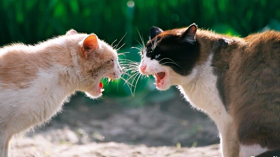 Si notas que ambos gatos muestran los dientes y se les eriza su pelaje de la espalda, es probable que estén a punto de pelear de una forma agresiva. Foto: Especial