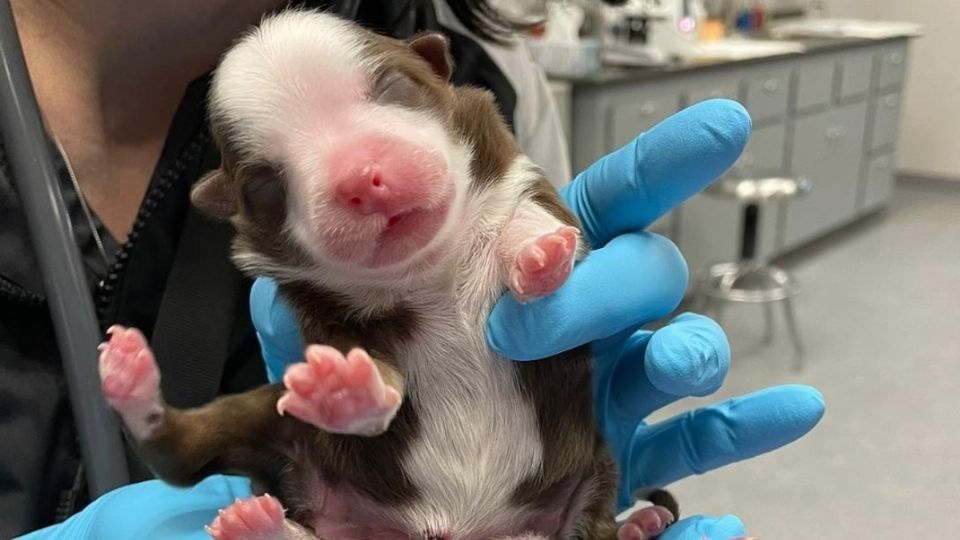 Debido a esta condición la perrita ha sido rechazada por su mamá por lo que su alimentación ha tenido que ser asistida con ayuda humana. FOTO: Neel Veterinary Hospital