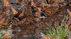 Mariposas Monarca, a punto de desaparecer; tala de árboles y cambio climático está acabando con ellas