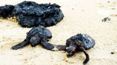 Con mayonesa salvan a decenas de tortugas de morir ahogadas con petróleo, en Israel