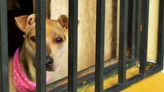 En San Luis Potosí un hombre cuelga a perrito frente a niños