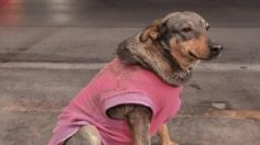 Perrita callejera trabaja en taquería de Ciudad Victoria