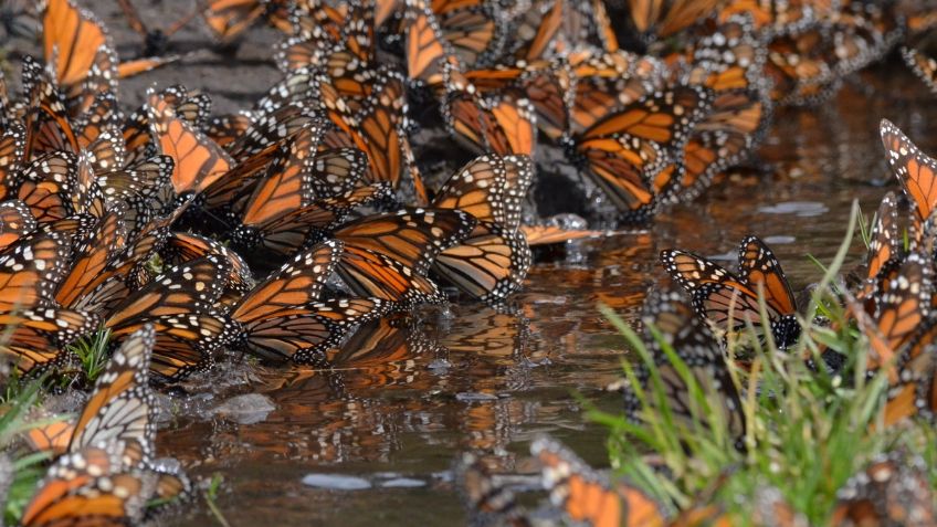 Mariposas Monarca, a punto de desaparecer; tala de árboles y cambio climático está acabando con ellas