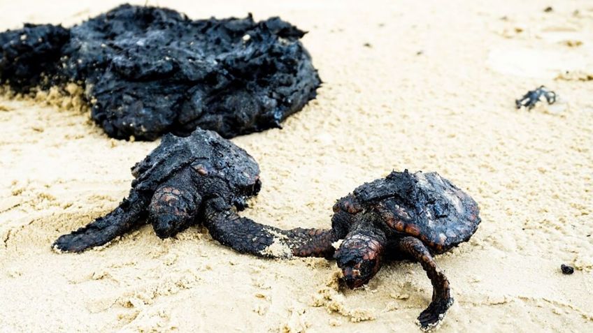 Con mayonesa salvan a decenas de tortugas de morir ahogadas con petróleo, en Israel