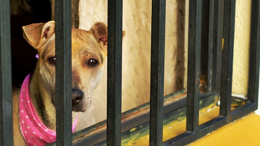 En San Luis Potosí un hombre cuelga a perrito frente a niños