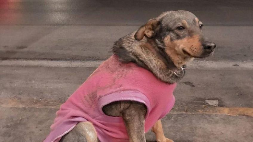 Perrita callejera trabaja en taquería de Ciudad Victoria