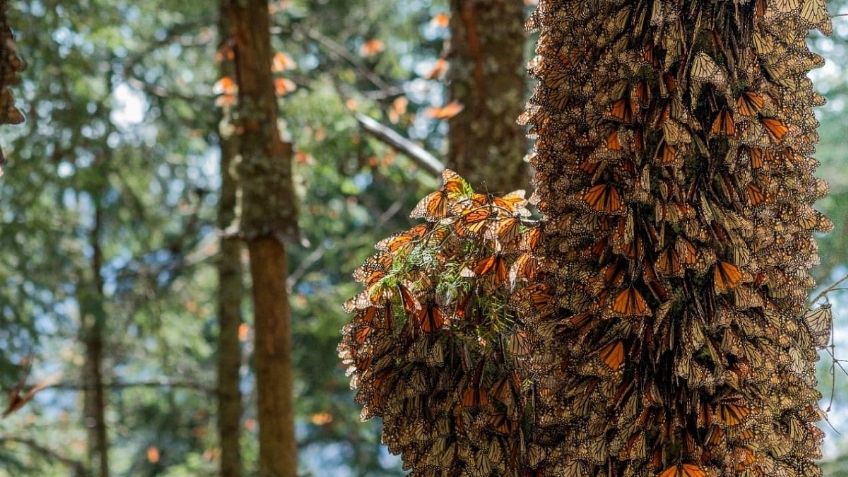 ¡Buenas noticias! Aumenta la población de mariposas Monarca en Michoacán y Edomex