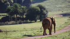 ¡ATAQUE DE ELEFANTE MORTAL! Así perdió la vida su cuidador en un zoológico