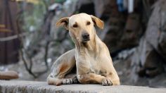 ¡Triste récord! México lidera lista de abandono de mascotas en AL: 70% vive en situación de calle