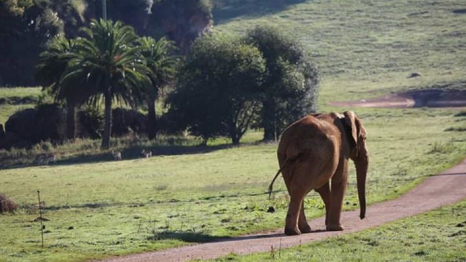 Un hombre murió por el ataque de un elefante en España