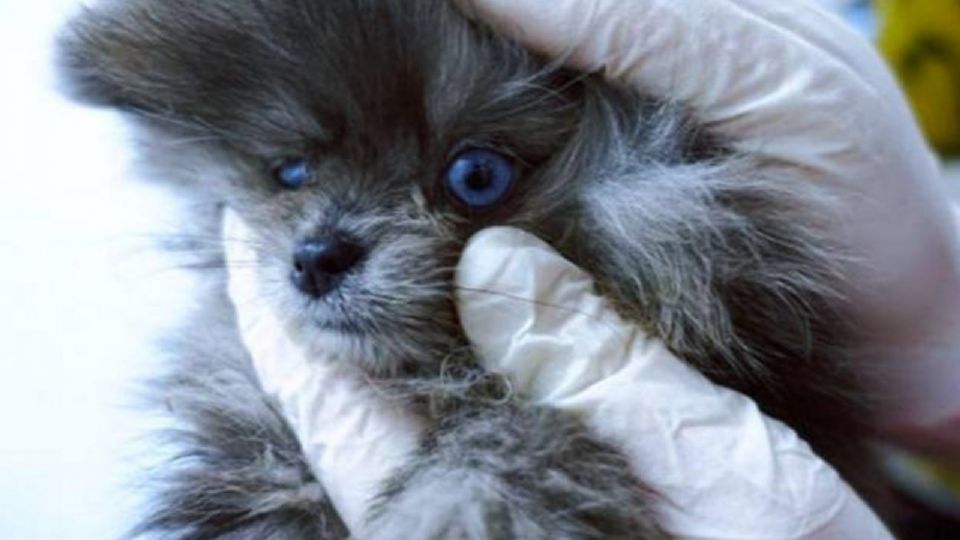 Cachorros enfermos y muertos fueron hallados en una tienda de animales