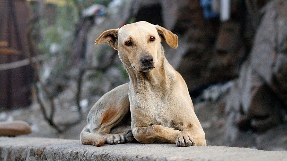 La gente suele abandonar más a los canes. Foto: PixaBay.