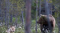 ¡Amigos para siempre! Inusual amistad entre oso negro y lobo gris es captada en Finlandia: FOTOS Y VIDEO