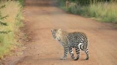 A mano limpia, hombre mata a leopardo para defender a su familia