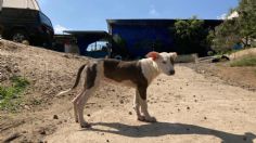 Veracruz: Envenenan a 20 perros en Xalapa; abandono animal crece en la entidad