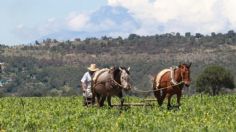 Buscan agilizar intercambio agrícola entre México y EU con Certificación Electrónica Fitosanitaria